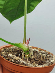 Sad Plants