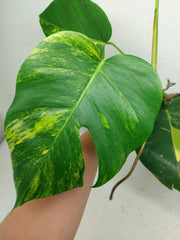 Monstera Aurea Stecklinge