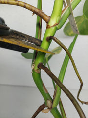 Monstera Aurea Stecklinge
