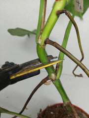 Monstera Aurea Stecklinge