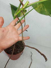 Monstera Aurea Stecklinge