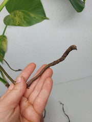 Monstera Aurea Stecklinge