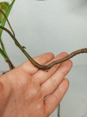 Monstera Aurea Stecklinge