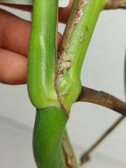 Monstera Aurea Stecklinge