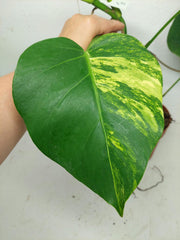 Monstera Aurea Stecklinge