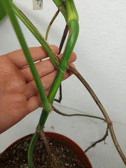 Monstera Aurea Stecklinge