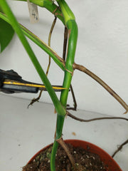 Monstera Aurea Stecklinge