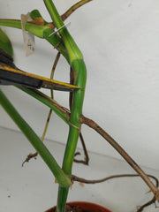 Monstera Aurea Stecklinge