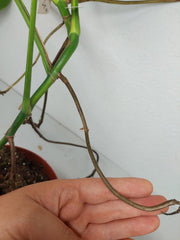 Monstera Aurea Stecklinge