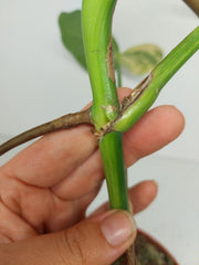 Monstera Aurea Stecklinge