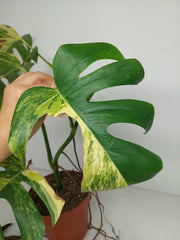 Monstera Aurea Stecklinge