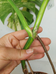 Monstera Aurea Stecklinge
