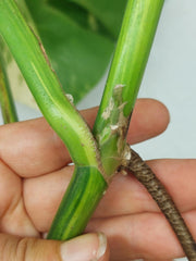 Monstera Aurea Stecklinge