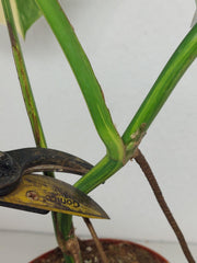 Monstera Aurea Stecklinge