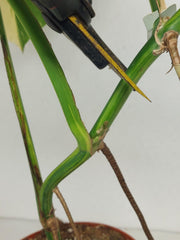 Monstera Aurea Stecklinge