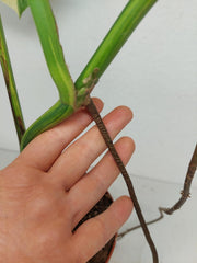 Monstera Aurea Stecklinge