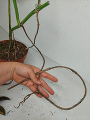 Monstera Aurea Stecklinge