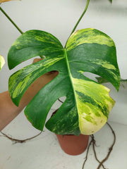 Monstera Aurea Stecklinge