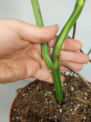Monstera Aurea Stecklinge
