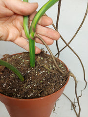 Monstera Aurea Stecklinge