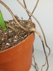 Monstera Aurea Stecklinge