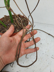 Monstera Aurea Stecklinge