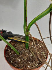 Monstera Aurea Stecklinge
