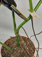 Monstera Aurea Stecklinge
