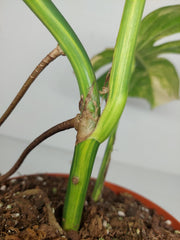 Monstera Aurea Stecklinge