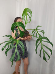 Monstera Burle Marx Flame Adult