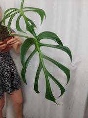 Monstera Burle Marx Flame Adult