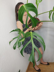 Monstera Burle Marx Flame Adult