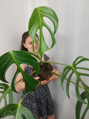 Monstera Burle Marx Flame Adult