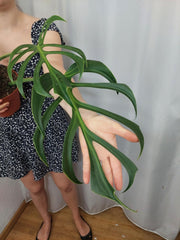 Monstera Burle Marx Flame Adult