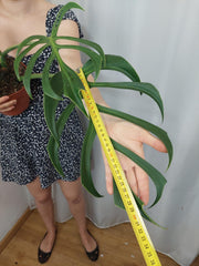 Monstera Burle Marx Flame Adult
