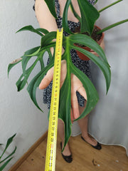 Monstera Burle Marx Flame Adult