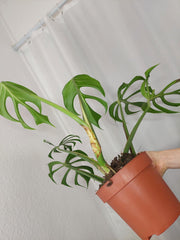 Monstera Burle Marx Flame Adult