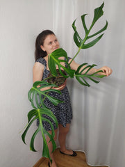Monstera Burle Marx Flame Adult