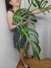 Monstera Burle Marx Flame Adult