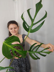 Monstera Burle Marx Flame Adult