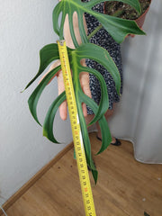 Monstera Burle Marx Flame Adult