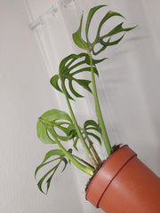 Monstera Burle Marx Flame Adult