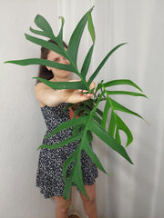 Monstera Croatii