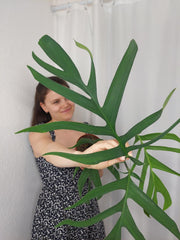 Monstera Croatii