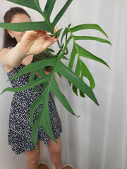 Monstera Croatii