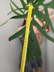 Monstera Croatii