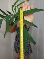 Monstera Croatii