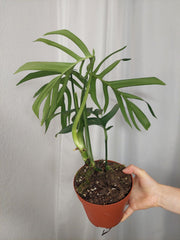 Monstera Croatii