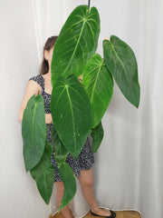 Anthurium Warocqueanum x Waterburyanum