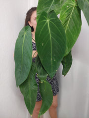 Anthurium Warocqueanum x Waterburyanum